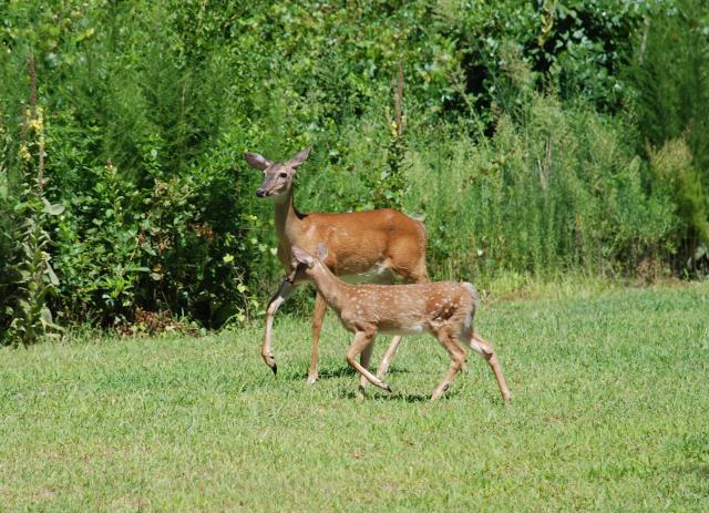 White-tailed+Deer (<I>Odocoileus virginianus</I>), Dismal Swamp State Park, North Carolina, United States