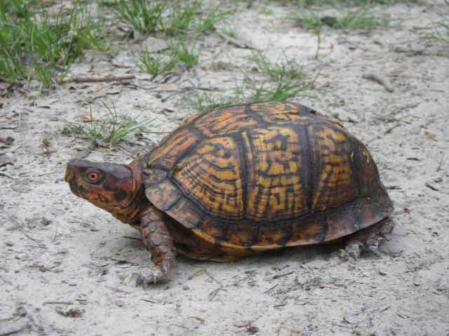 Eastern+Box+Turtle (<I>Terrapene carolina</I>), Dismal Swamp State Park, North Carolina, United States