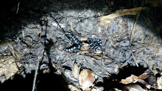 Marbled+Salamander (<I>Ambystoma opacum</I>), Dismal Swamp State Park, North Carolina, United States
