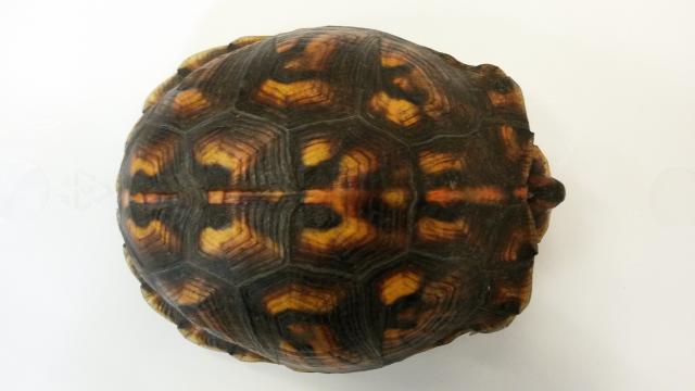Eastern+Box+Turtle (<I>Terrapene carolina</I>), Dismal Swamp State Park, North Carolina, United States