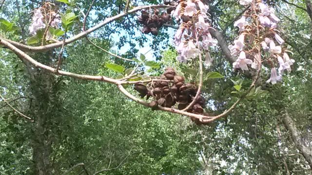 Princess+Tree (<I>Paulownia tomentosa</I>), Dismal Swamp State Park, North Carolina, United States