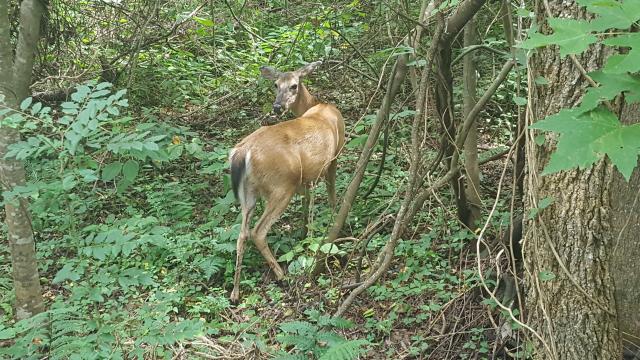 White-tailed+Deer (<I>Odocoileus virginianus</I>), Dismal Swamp State Park, North Carolina, United States