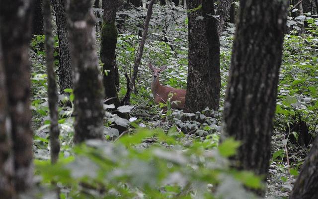 White-tailed+Deer (<I>Odocoileus virginianus</I>), Elk Knob State Park, North Carolina, United States