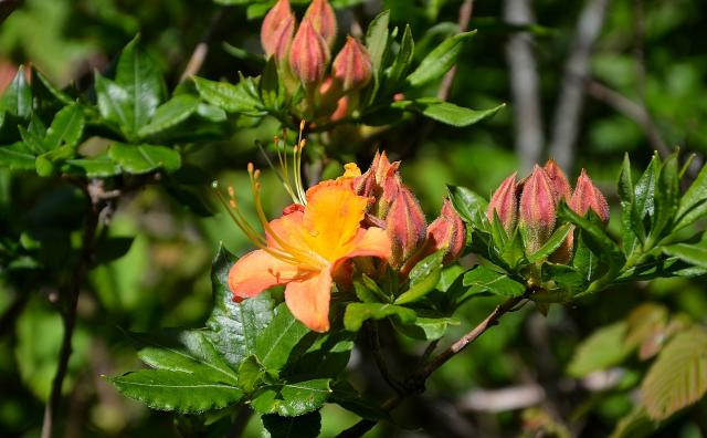 Flame+Azalea (<I>Rhododendron calendulaceum</I>), Elk Knob State Park, North Carolina, United States