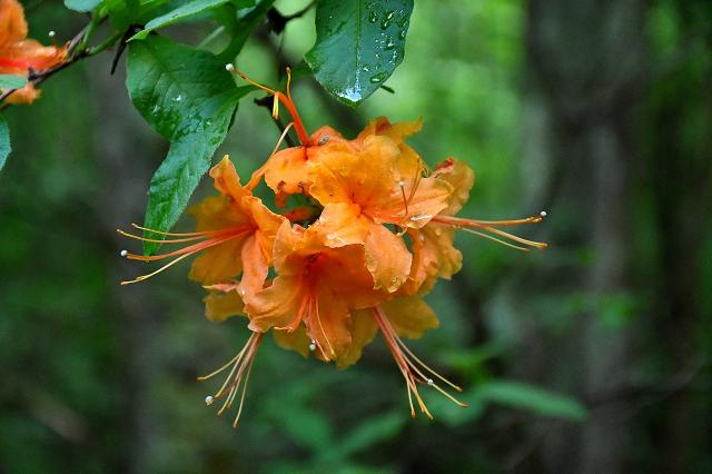 Flame+Azalea (<I>Rhododendron calendulaceum</I>), Elk Knob State Park, North Carolina, United States