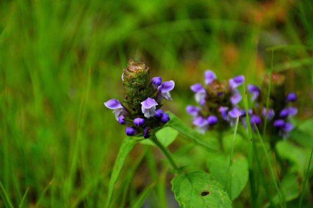 Self-heal (<I>Prunella vulgaris</I>), Elk Knob State Park, North Carolina, United States