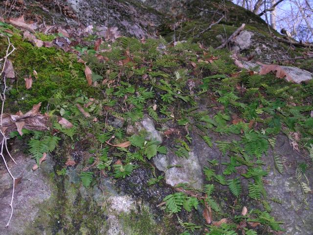 Rock+Polypody (<I>Polypodium virginianum</I>), Eno River State Park, North Carolina, United States