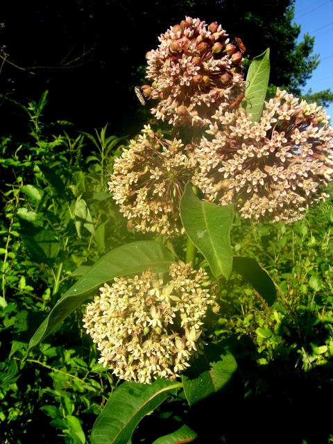 Common+Milkweed (<I>Asclepias syriaca</I>), Eno River State Park, North Carolina, United States