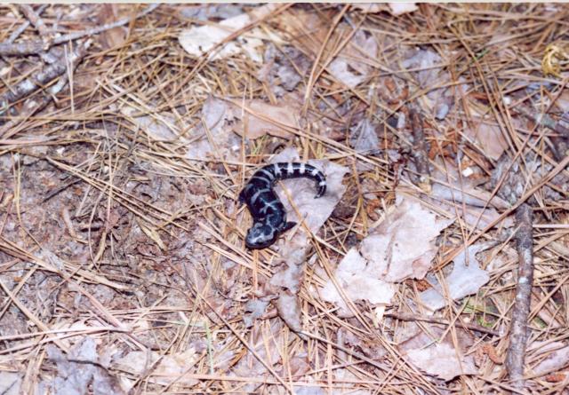 Marbled+Salamander (<I>Ambystoma opacum</I>), Eno River State Park, North Carolina, United States
