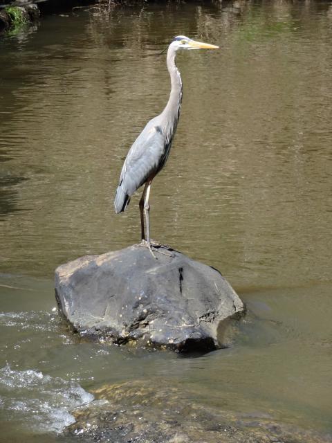 Great+Blue+Heron (<I>Ardea herodias</I>), Eno River State Park, North Carolina, United States