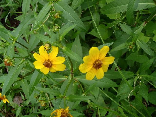 Smooth+Bur-marigold (<I>Bidens laevis</I>), Eno River State Park, North Carolina, United States