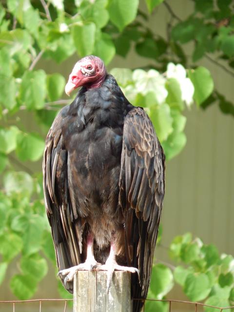 Turkey+Vulture (<I>Cathartes aura</I>), Eno River State Park, North Carolina, United States