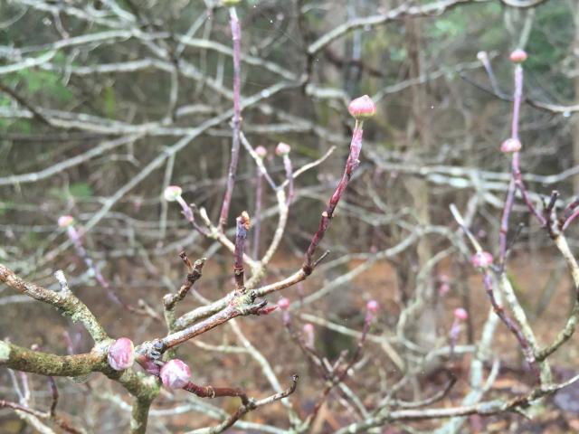 Flowering+Dogwood (<I>Cornus florida</I>), Eno River State Park, North Carolina, United States