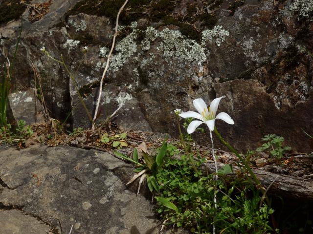 Atamasco+Lily (<I>Zephyranthes atamasco</I>), Eno River State Park, North Carolina, United States