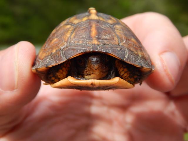 Eastern+Box+Turtle (<I>Terrapene carolina</I>), Eno River State Park, North Carolina, United States
