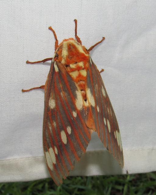 Royal+Walnut+Moth (<I>Citheronia regalis</I>), Eno River State Park, North Carolina, United States