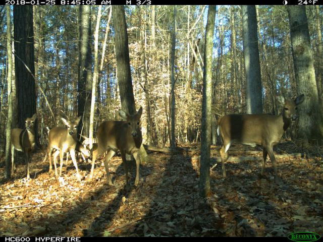 White-tailed+Deer (<I>Odocoileus virginianus</I>), Eno River State Park, North Carolina, United States