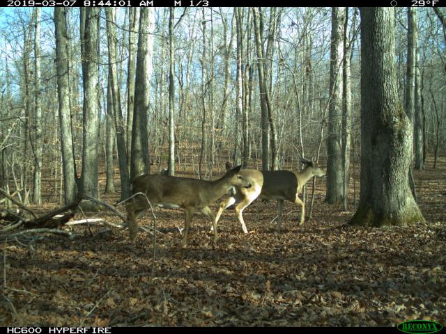 White-tailed+Deer (<I>Odocoileus virginianus</I>), Eno River State Park, North Carolina, United States