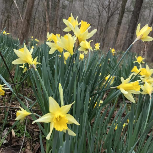 Common+Daffodil (<I>Narcissus pseudonarcissus</I>), Eno River State Park, North Carolina, United States