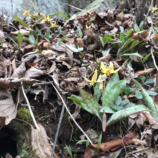 Dimpled+Trout-lily%2C+Dimpled+Fawn-lily%2C+Yellow+Trout-lily (<I>Erythronium umbilicatum ssp. umbilicatum</I>), Eno River State Park, North Carolina, United States