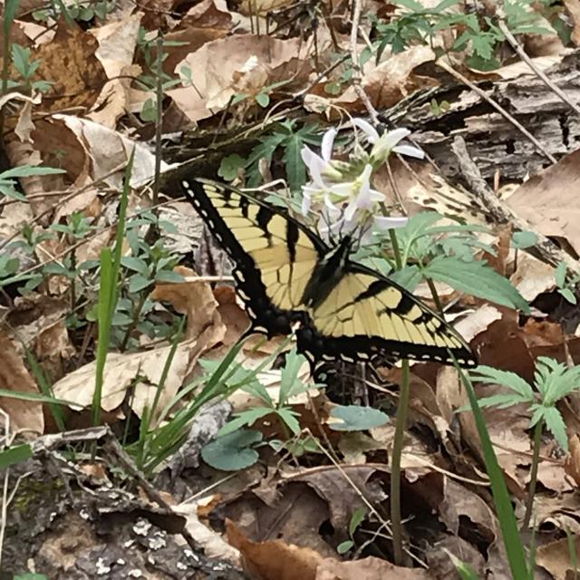Eastern+Tiger+Swallowtail (<I>Papilio glaucus</I>), Eno River State Park, North Carolina, United States