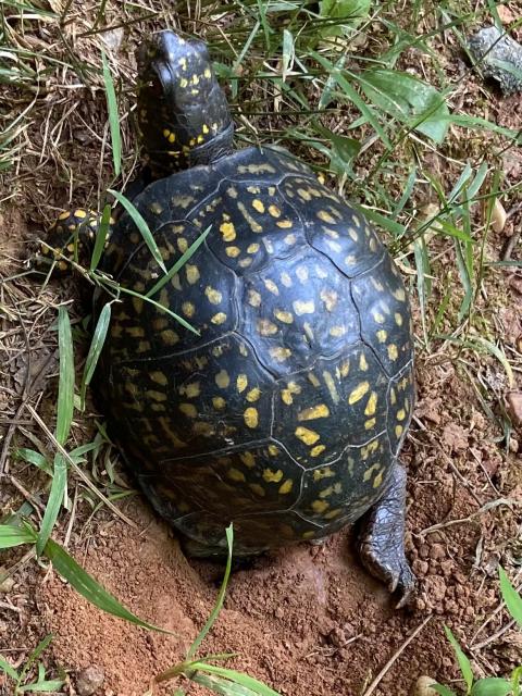 Eastern+Box+Turtle (<I>Terrapene carolina</I>), Eno River State Park, North Carolina, United States