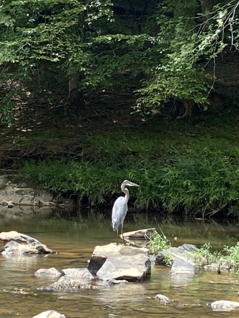 Great+Blue+Heron (<I>Ardea herodias</I>), Eno River State Park, North Carolina, United States