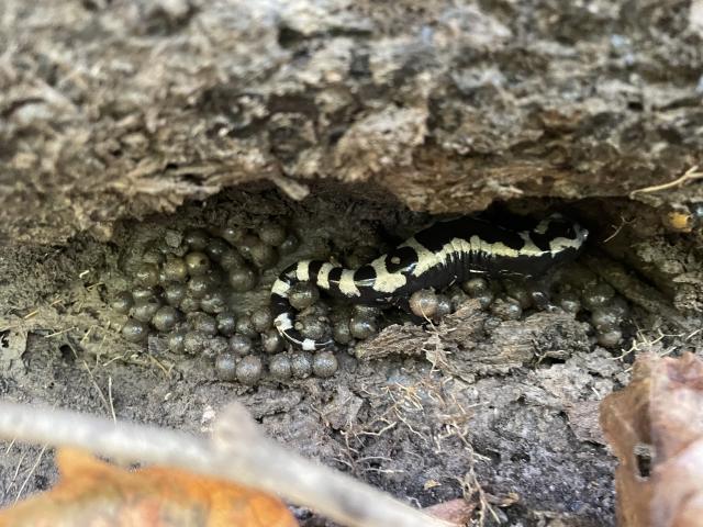 Marbled+Salamander (<I>Ambystoma opacum</I>), Eno River State Park, North Carolina, United States
