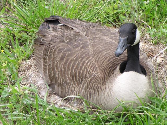 Canada+Goose (<I>Branta canadensis</I>), Falls Lake State Recreation Area, North Carolina, United States