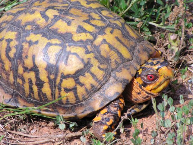 Eastern+Box+Turtle (<I>Terrapene carolina</I>), Falls Lake State Recreation Area, North Carolina, United States