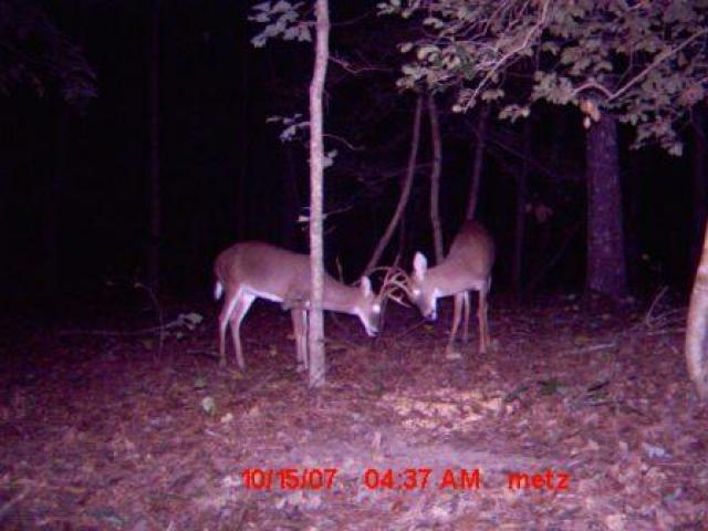 White-tailed+Deer (<I>Odocoileus virginianus</I>), Falls Lake State Recreation Area, North Carolina, United States