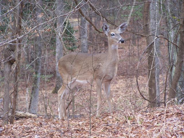 White-tailed+Deer (<I>Odocoileus virginianus</I>), Falls Lake State Recreation Area, North Carolina, United States