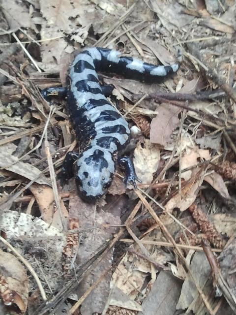Marbled+Salamander (<I>Ambystoma opacum</I>), Falls Lake State Recreation Area, North Carolina, United States