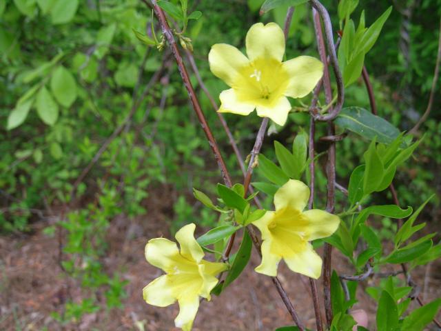 Yellow+Jessamine (<I>Gelsemium sempervirens</I>), Falls Lake State Recreation Area, North Carolina, United States