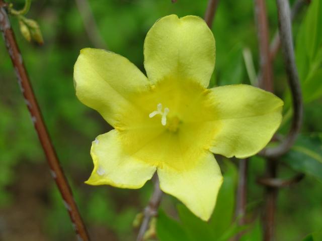 Yellow+Jessamine (<I>Gelsemium sempervirens</I>), Falls Lake State Recreation Area, North Carolina, United States