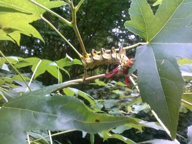 Royal+Walnut+Moth (<I>Citheronia regalis</I>), Falls Lake State Recreation Area, North Carolina, United States