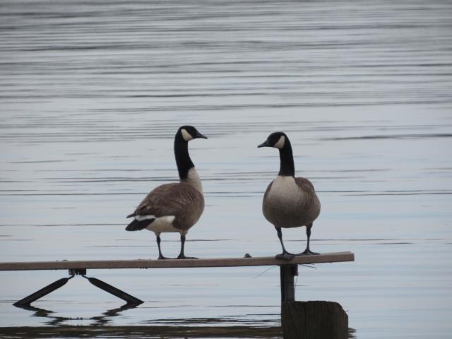 Canada+Goose (<I>Branta canadensis</I>), Falls Lake State Recreation Area, North Carolina, United States