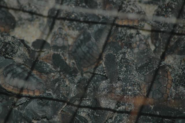 Loggerhead+Sea+Turtle (<I>Caretta caretta</I>), Fort Fisher State Recreation Area, North Carolina, United States