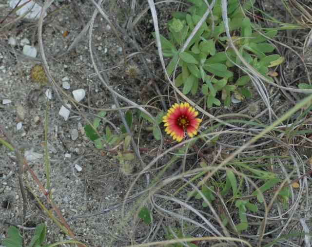 Fire-wheel+Blanket-flower (<I>Gaillardia pulchella</I>), Fort Fisher State Recreation Area, North Carolina, United States