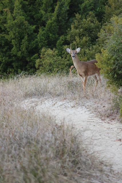 White-tailed+Deer (<I>Odocoileus virginianus</I>), Fort Fisher State Recreation Area, North Carolina, United States