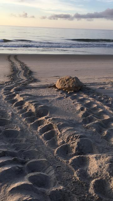Loggerhead+Sea+Turtle (<I>Caretta caretta</I>), Fort Fisher State Recreation Area, North Carolina, United States