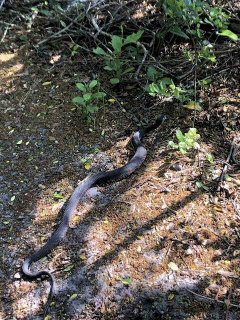 Banded+Water+Snake (<I>Nerodia fasciata</I>), Fort Fisher State Recreation Area, North Carolina, United States