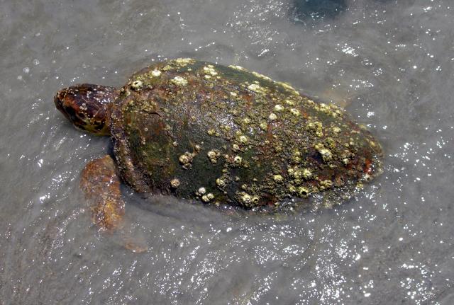 Loggerhead+Sea+Turtle (<I>Caretta caretta</I>), Fort Macon State Park, North Carolina, United States