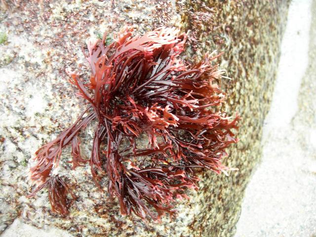 Graceful+Red+Weed%2C+Red+Alga (<I>Gracilaria tikvahiae</I>), Fort Macon State Park, North Carolina, United States