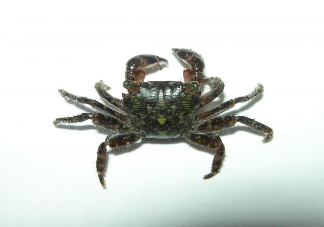 Common+Shore+Crab (<I>Pachygrapsus transversus</I>), Fort Macon State Park, North Carolina, United States