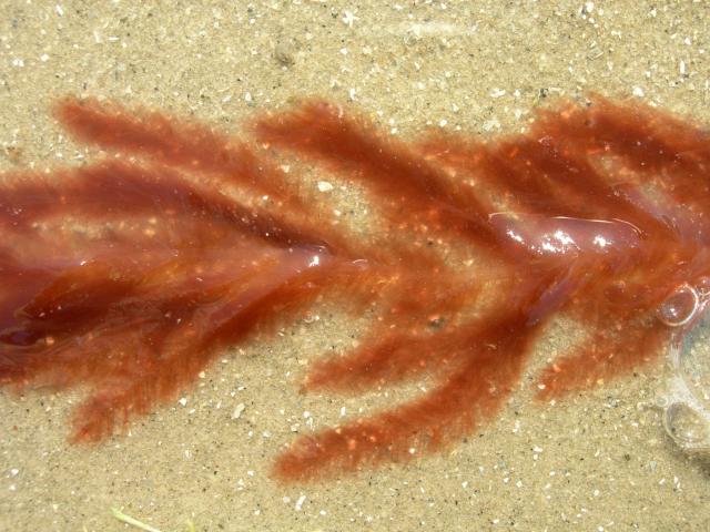 a+red+algae (<I>Dasya baillouviana</I>), Fort Macon State Park, North Carolina, United States
