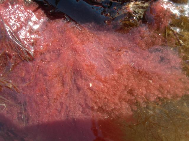 a+red+algae (<I>Aglaothamnion pseudobyssoides</I>), Fort Macon State Park, North Carolina, United States