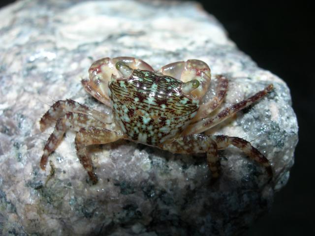Common+Shore+Crab (<I>Pachygrapsus transversus</I>), Fort Macon State Park, North Carolina, United States