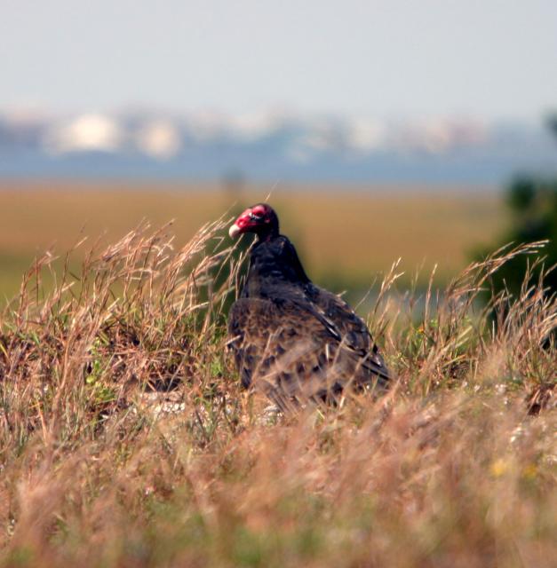 Turkey+Vulture (<I>Cathartes aura</I>), Fort Macon State Park, North Carolina, United States