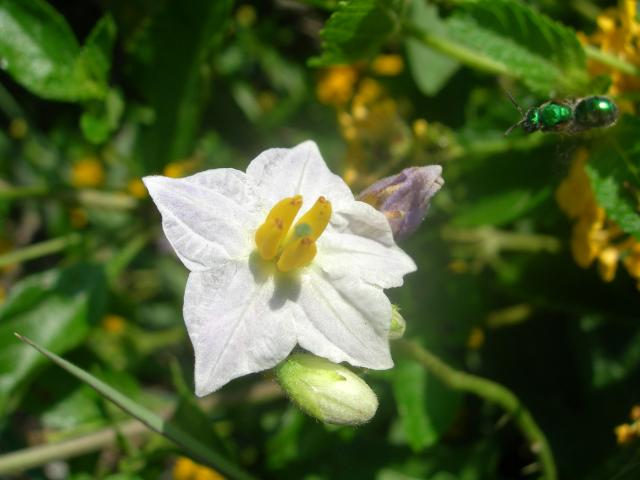 Carolina+Horse-nettle (<I>Solanum carolinense</I>), Fort Macon State Park, North Carolina, United States